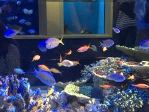 竹島水族館のサンゴ礁水槽