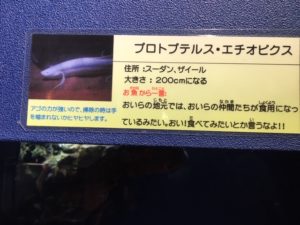 竹島水族館のプロトプテルス・エチオピクス説明