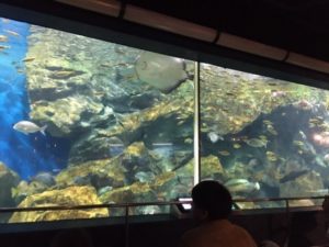 碧南海浜水族館の大水槽